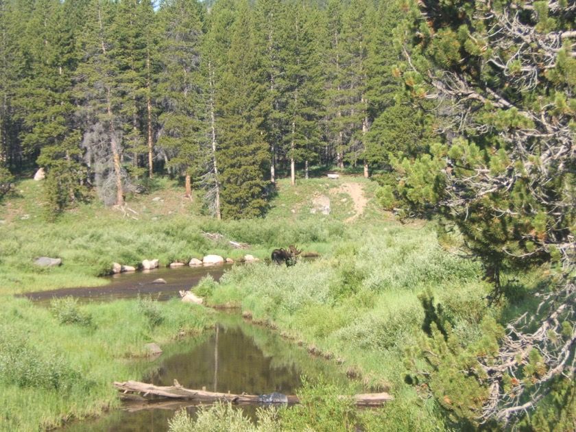 Moose on US14