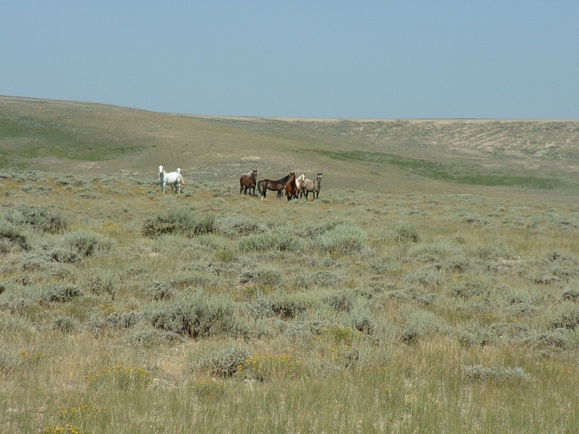 Wild Horses on the ridge