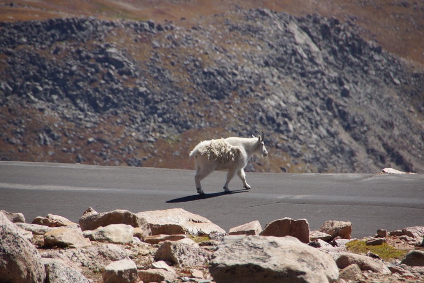 Mt. Evans