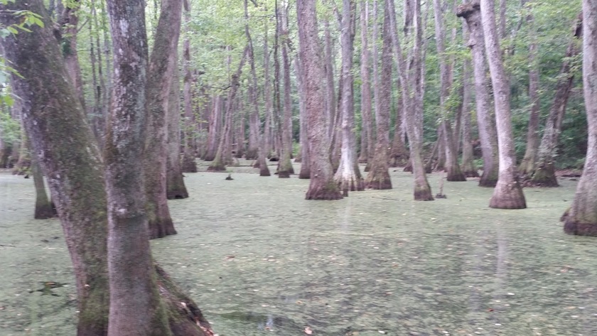 Cypress Swamp