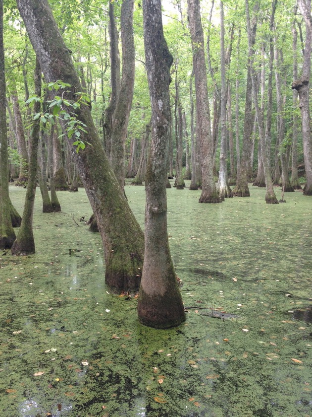 Cypress Swamp