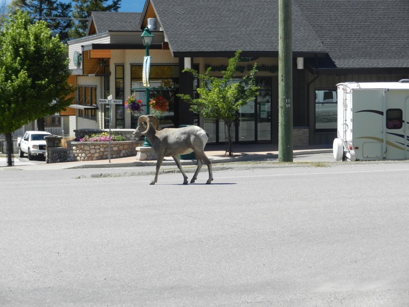 Radium Hot Springs