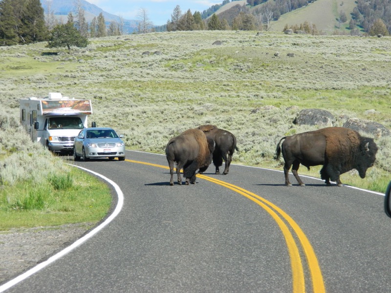 In Yellowstone