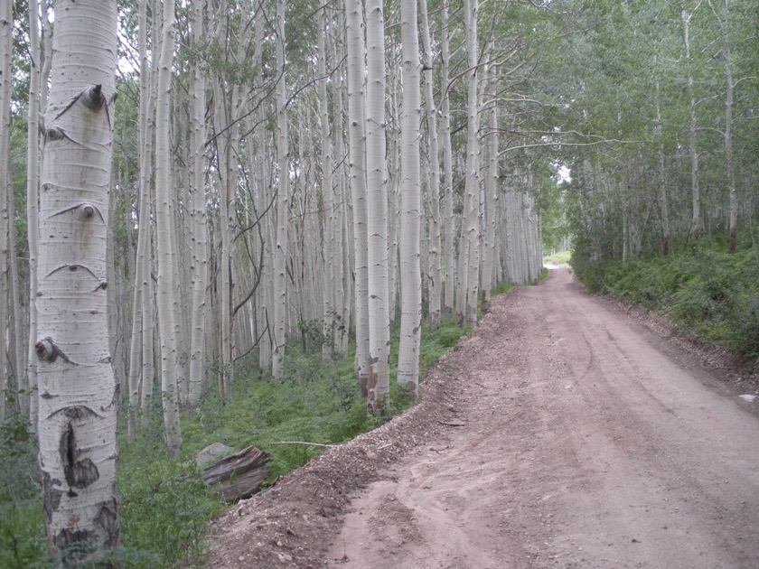 Aspens on La Sal Pass Rd