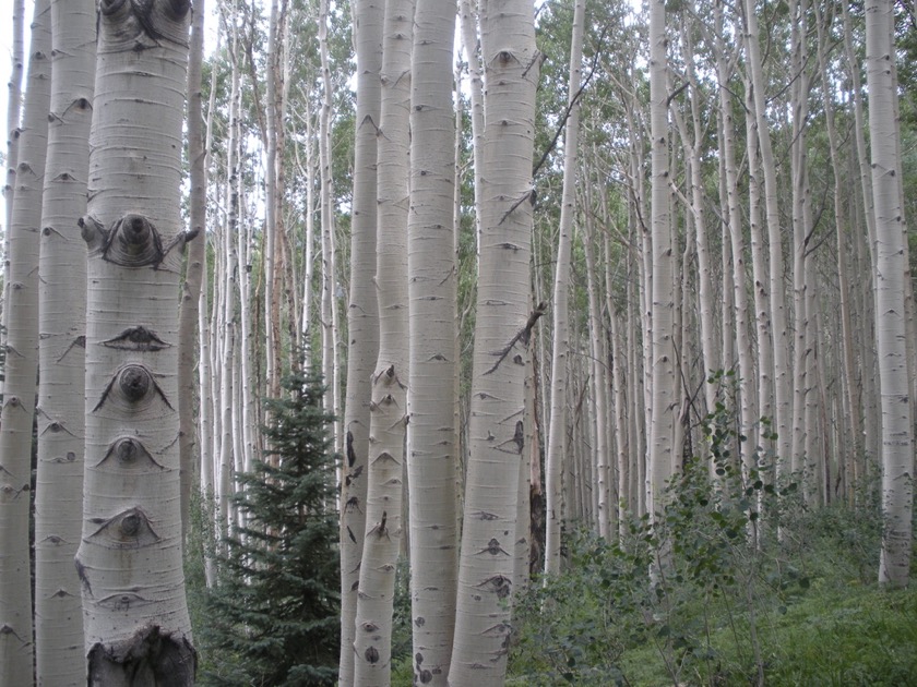 Aspens on La Sal Pass Rd