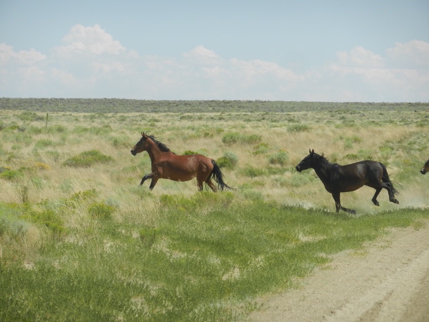 Wild Horses