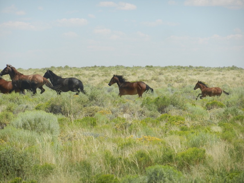 Wild Horses